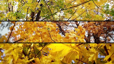 Autumn collage 