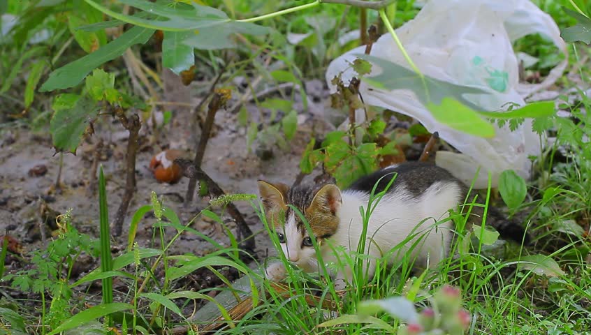 Small black-white kitten eating in the graden