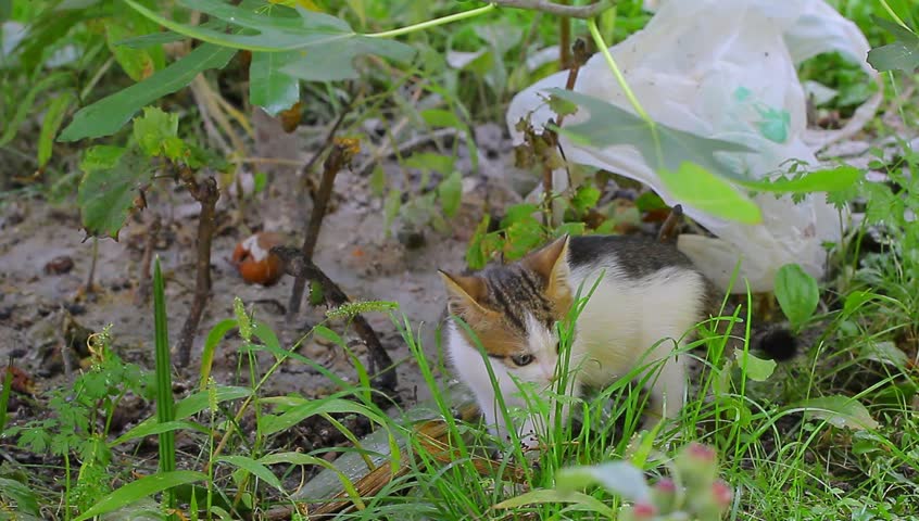 Small black-white kitten eating in the graden