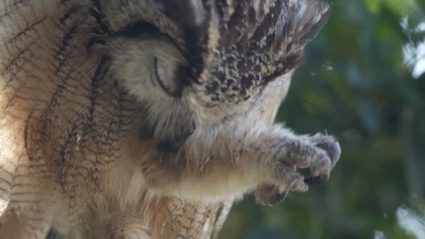 Owl.