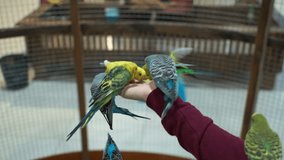 Footage People are fed up with hand budgies. 4K video