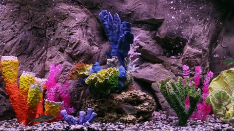 Very beautiful aquarium with fishes and corals.