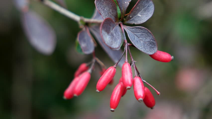 Bright red Berberis berries, deciduous and evergreen shrub. Natural autumn background.