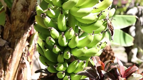 Unripe bananas in the jungle close up. Tropical Bali island, Indonesia. Fresh sunny view.
