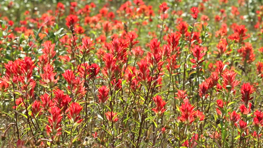 Field of mountain wildflowers, Indian Paintbrush