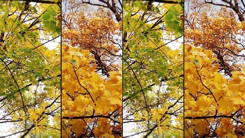 Autumn collage 