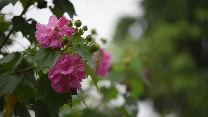 Cotton Rose Flower Hibiscus Mutabilis Stock Footage Video 100 Royalty Free 76 Shutterstock