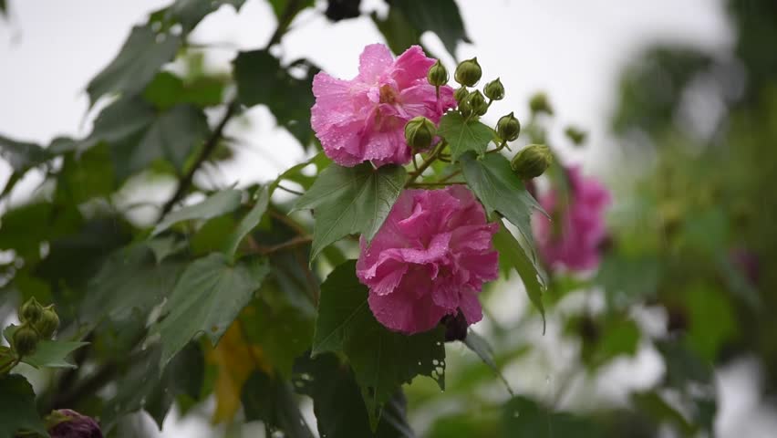Cotton Rose Flower Hibiscus Mutabilis Stock Footage Video 100 Royalty Free 7686 Shutterstock