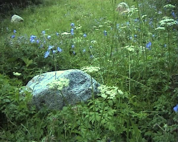 Wild flowers in the mountains
