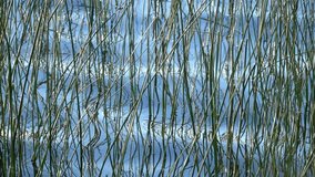 Reeds in lake. Tranquil nature background film clip.
