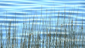 Reeds in lake. Tranquil nature background film clip.