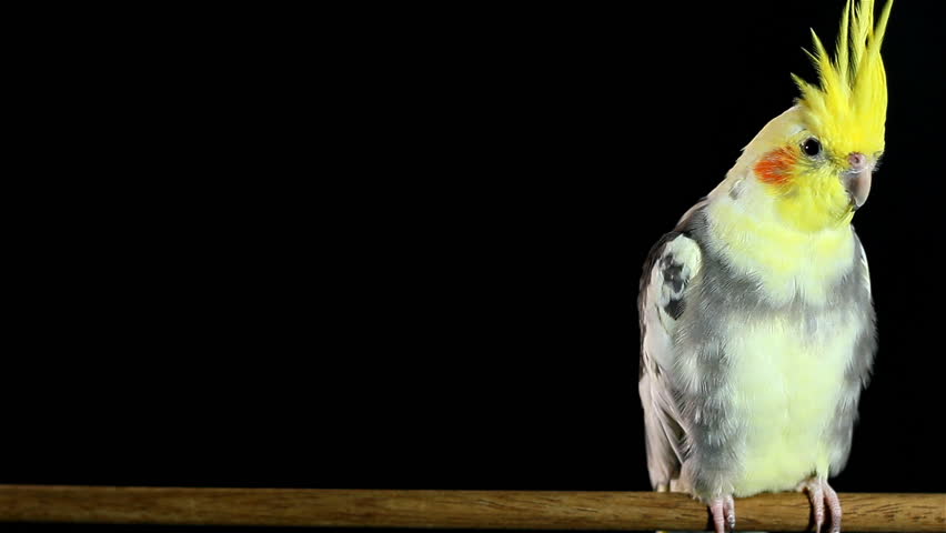 Beautiful bird Nymphicus hollandicus (cockatiel), looking at you, black background, emotional. HD1080p. Tripod.