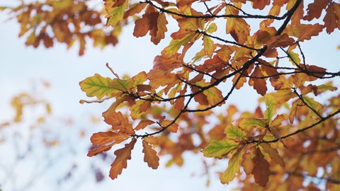 autumn oak tree with orange leaves, fall season