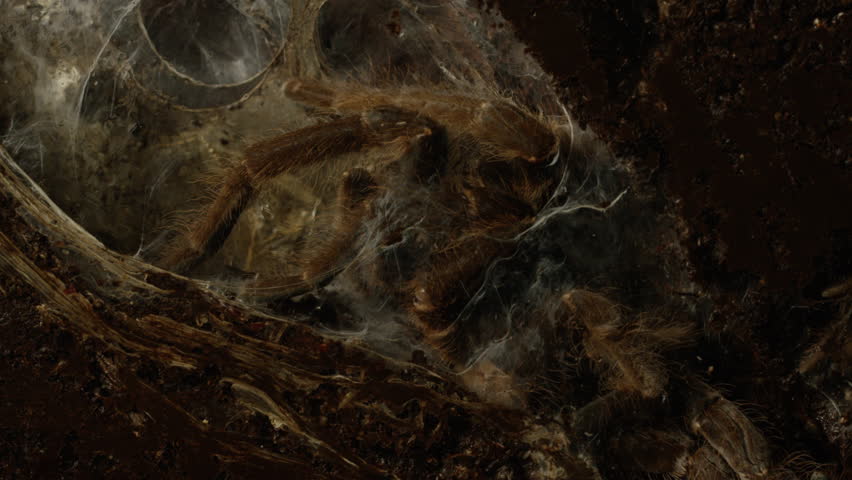 Tarantula hiding in his burrow surrounded by small bugs 