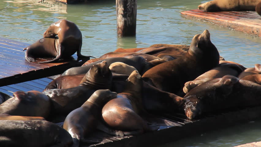 Sea Lions lounging on the docks of Fisherman's Wharf in San Francisco./San