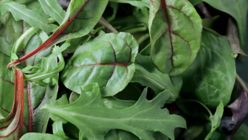 Turning Salad Leaves