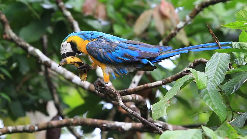 Ara macaw parrot shot in the Ecuadorian jungle