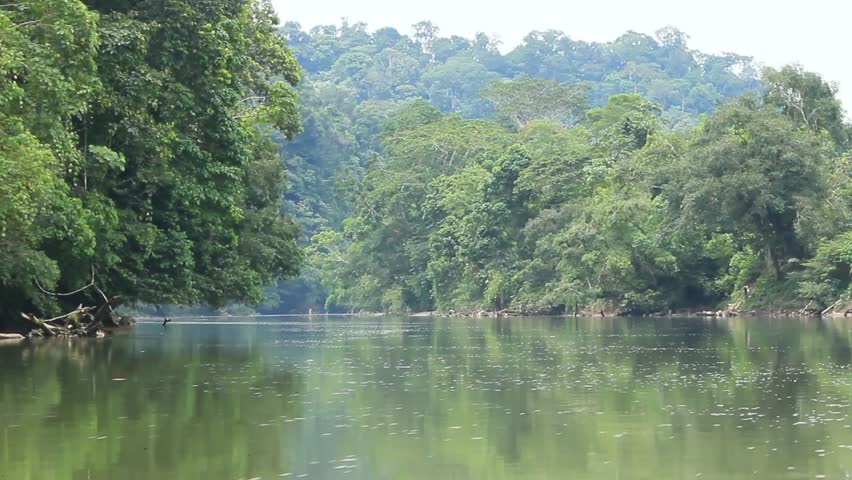 Amazonian forest shot from a canoe