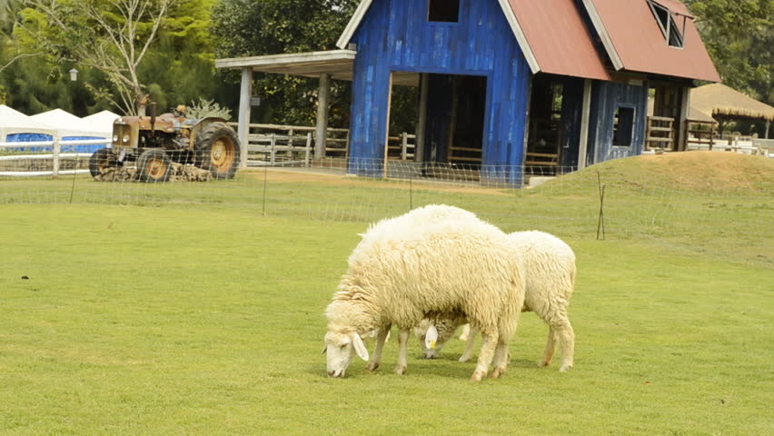 Two sheep grazing on green grass, with a barn and old tractor in the background.