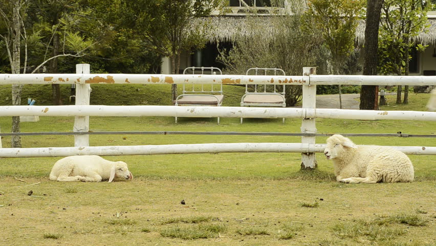A sheep and a lamb resting by a fence, as more sheep run across the camera and