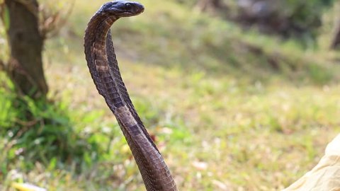  Portrait Indian cobra in Pokhara, Nepal. Close up  