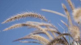 Wild yellow swaying grass against blue sky slow-mo 1920X1080 HD footage - Slow motion decorative wheat on the wind by the day shallow DOF relaxing 1080p FullHD video