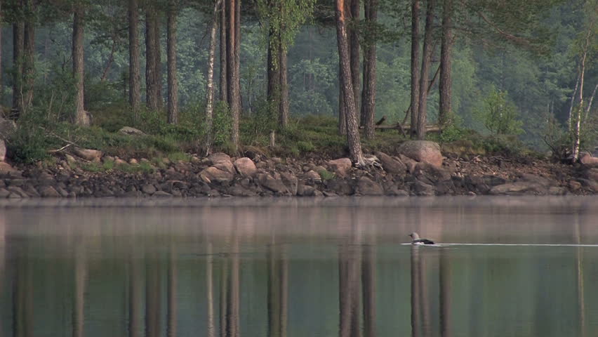 Loon bird swim on lake at dawn