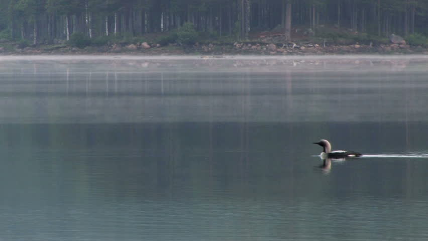 Loon bird swim on lake at dawn