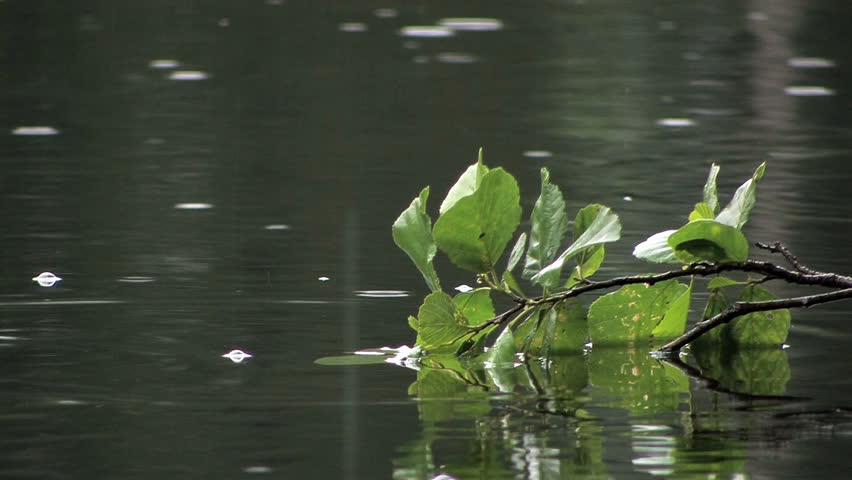 Green leafs in light rain