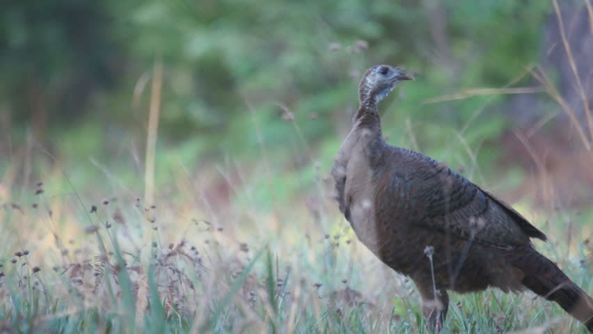 Wild Turkey in Florida