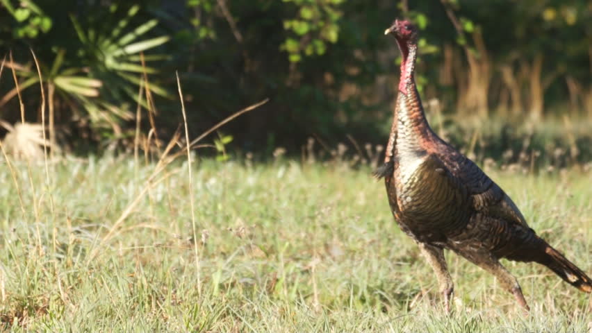 Wild Turkey in Florida