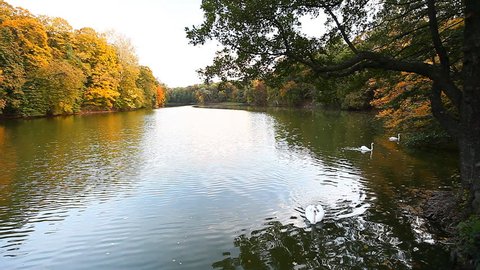 white swans on a pond, autumn, nature, scenic landscape