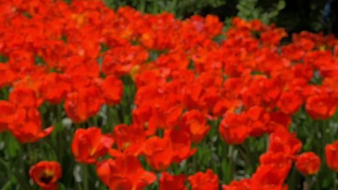 Slow motion steadicam shot of walking in red tulips field with following close-up view of flowers