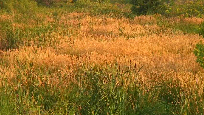 tall field