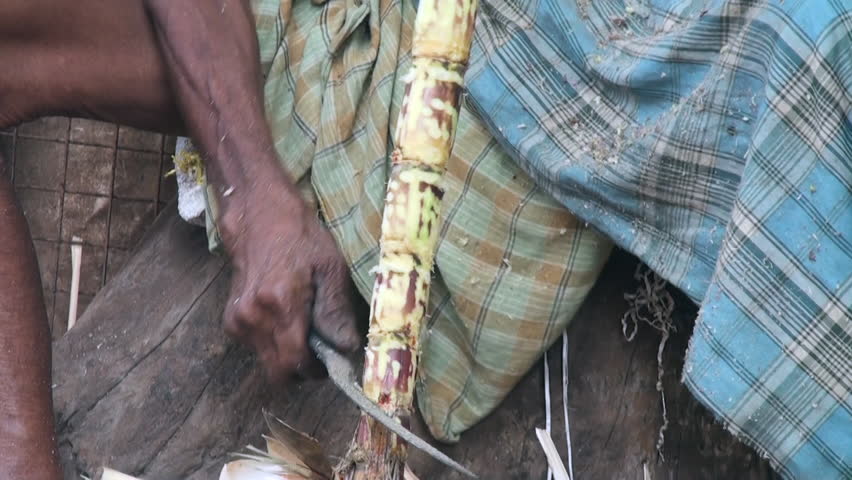 Poor old man cleaning sugar cane for extraction of the juice
