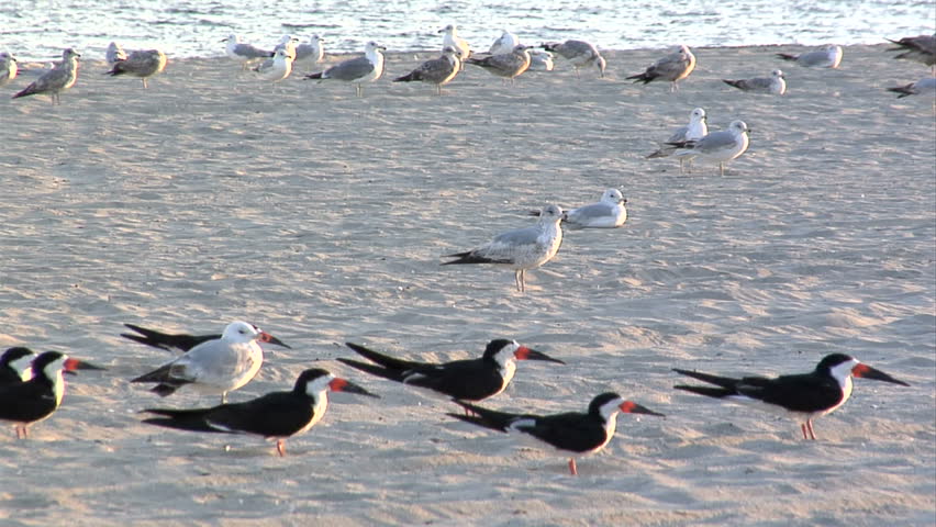 A flock of black skimmer birds land on the sand of Long Beach