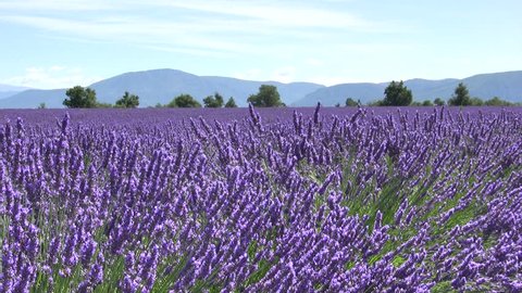 Lavender flower field with mountains. Provence.