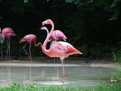 Flamingo Spinning Backwards 