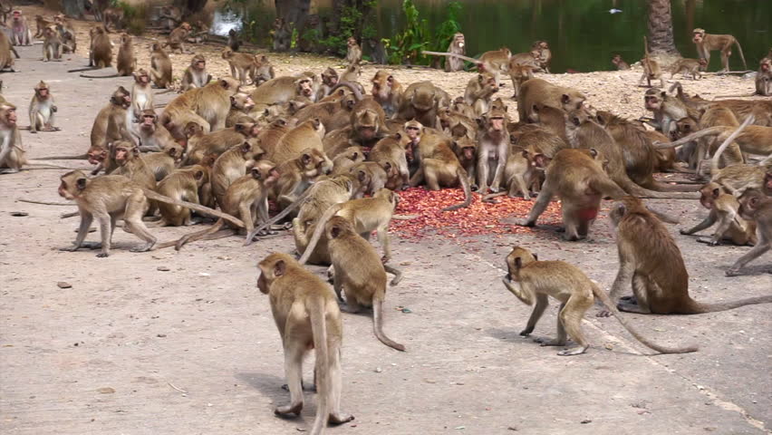 Baboon Eats Baby Gazelle Alive