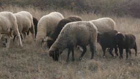 Mixed sheep group in nature feeding 4K 2160p 30fps UltraHD footage - White and black color flock of domesticated mammal Ovis aries in the field 3840X2160 UHD video