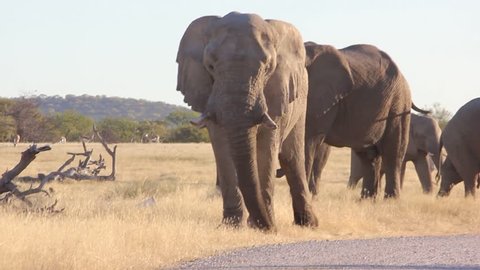 Some african elephants in the savana