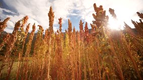 HD video clip of a Quinoa field. Quinoa grows in the Andes of South America. Very colorful video footage of the plants in red, yellow, brown and green