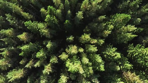 Dense coniferous forest top view
aerial photography - a dense pine forest of pines and firs, with no spaces, very tight