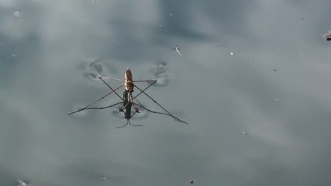 The reservoirs can meet skaters. This insect is easily glides over the surface of the water./ Water strider floats to the camcorder