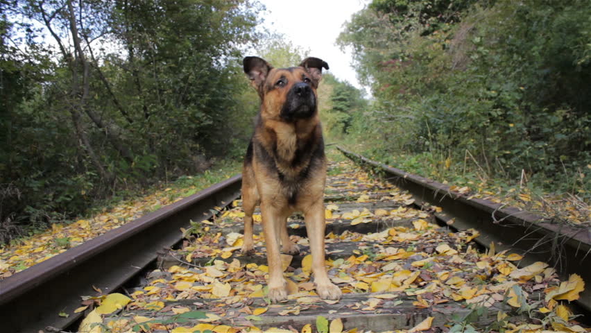 Dog jumps food/dog teeth leaping catches food