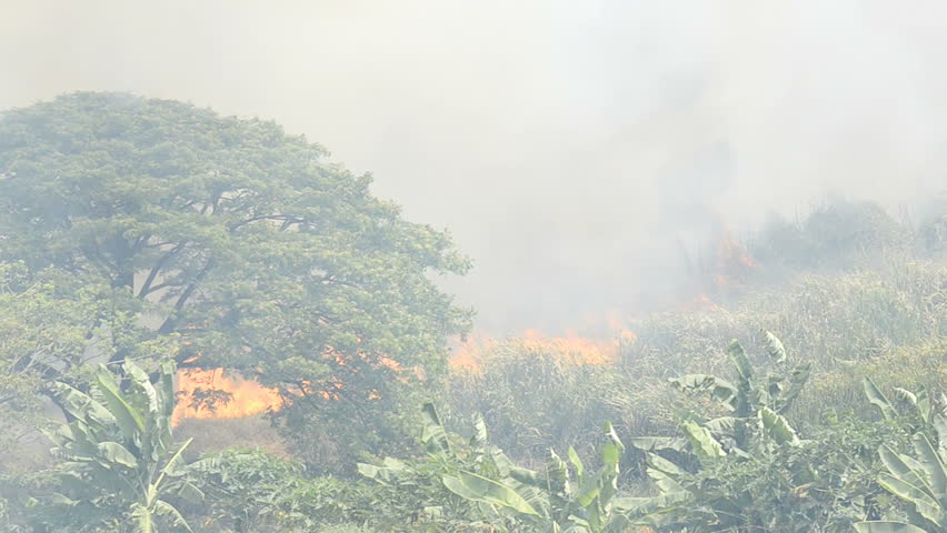 Wildfire in a swamp area.