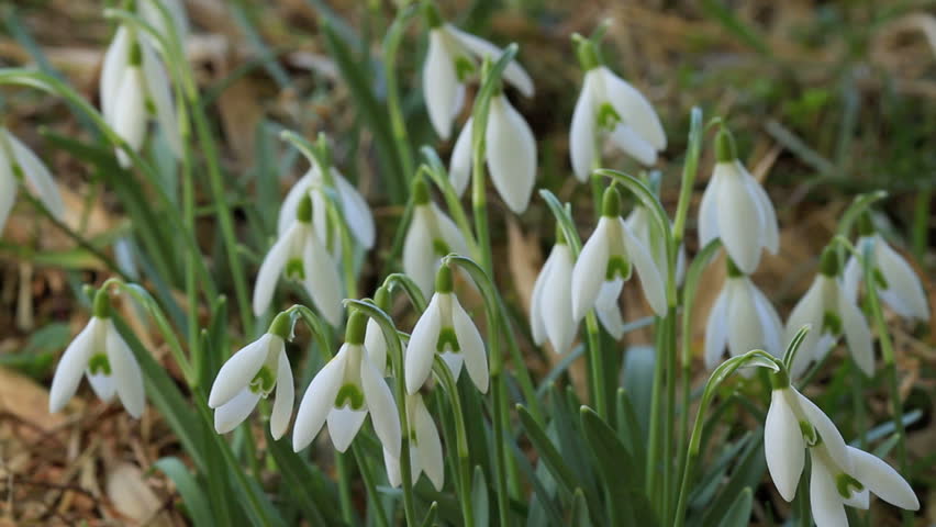 Spring Flowers Early Morning. Stock Footage Video (100% Royalty-free ...