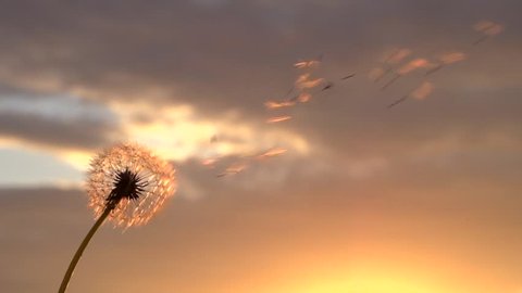 Dandelion. The wind blows away dandelion seeds in the setting sun.  Slow motion 240 fps. High speed camera shot. Full HD 1080p.