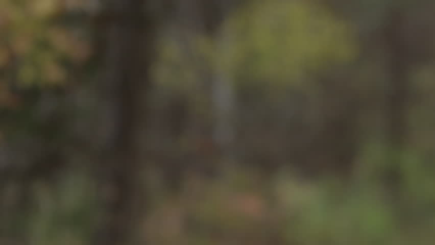 Horned owl slow motion landing from flight 