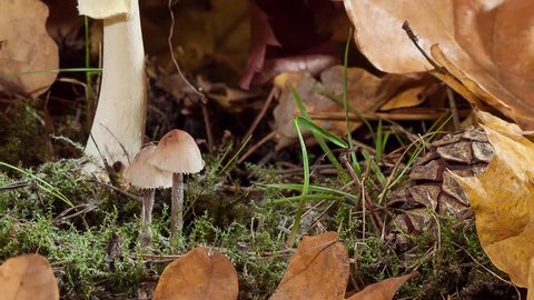 the growth of mushrooms, toadstools and softwood pine cone, HD, timelapse, studio